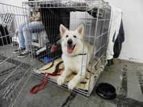 Dash hat Merlins Box frei gehalten